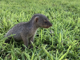 Baby Mongoose.PNG